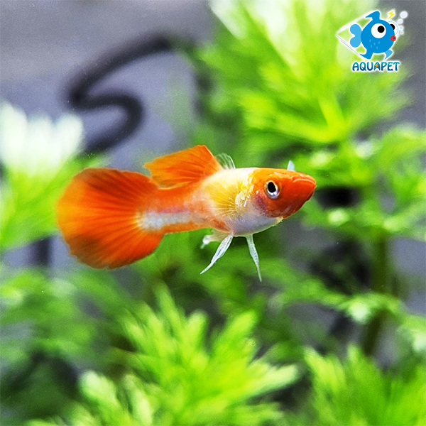 »óǰ ¼¶³×ÀÏ »óǰ ¼¶³×ÀÏ